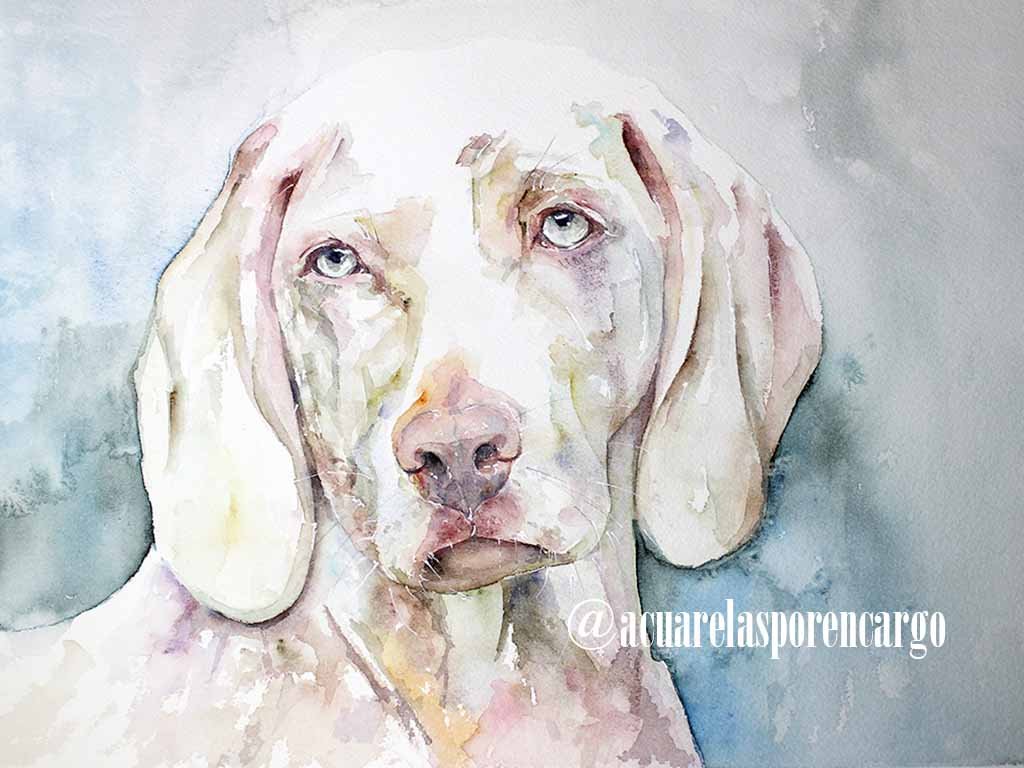 Acuarela original perro Braco pintada a mano con acuarelas sobre papel