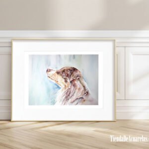 Acuarela Original perro Pastor australiano (Aussie) pintado a mano