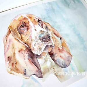 Basset Hound