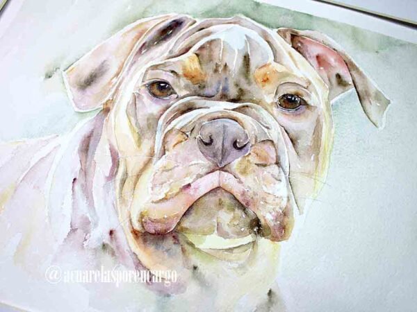 Bulldog - Imagen 3