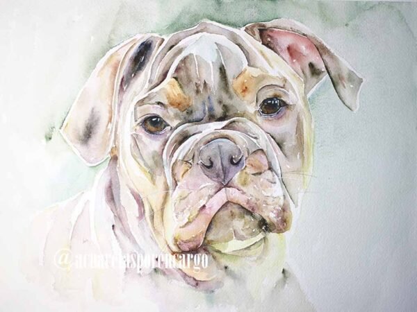 Bulldog