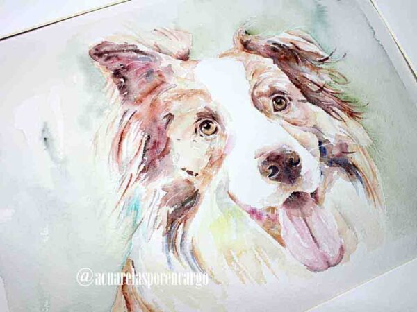 Border Collie - Imagen 2