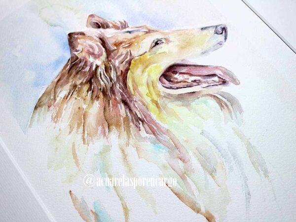 Collie - Imagen 2