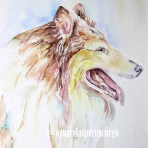 Collie