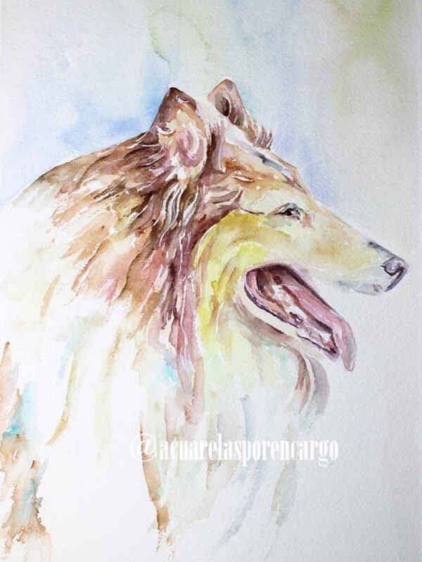 Collie