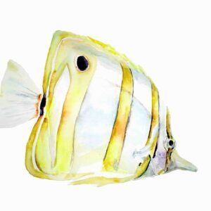 Pez Ángel amarillo