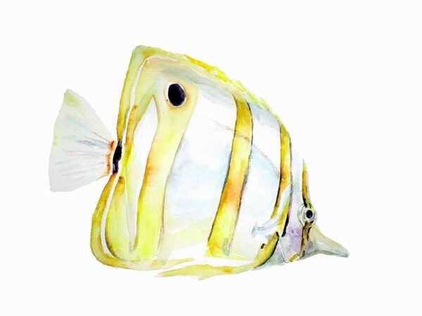 Pez Ángel amarillo