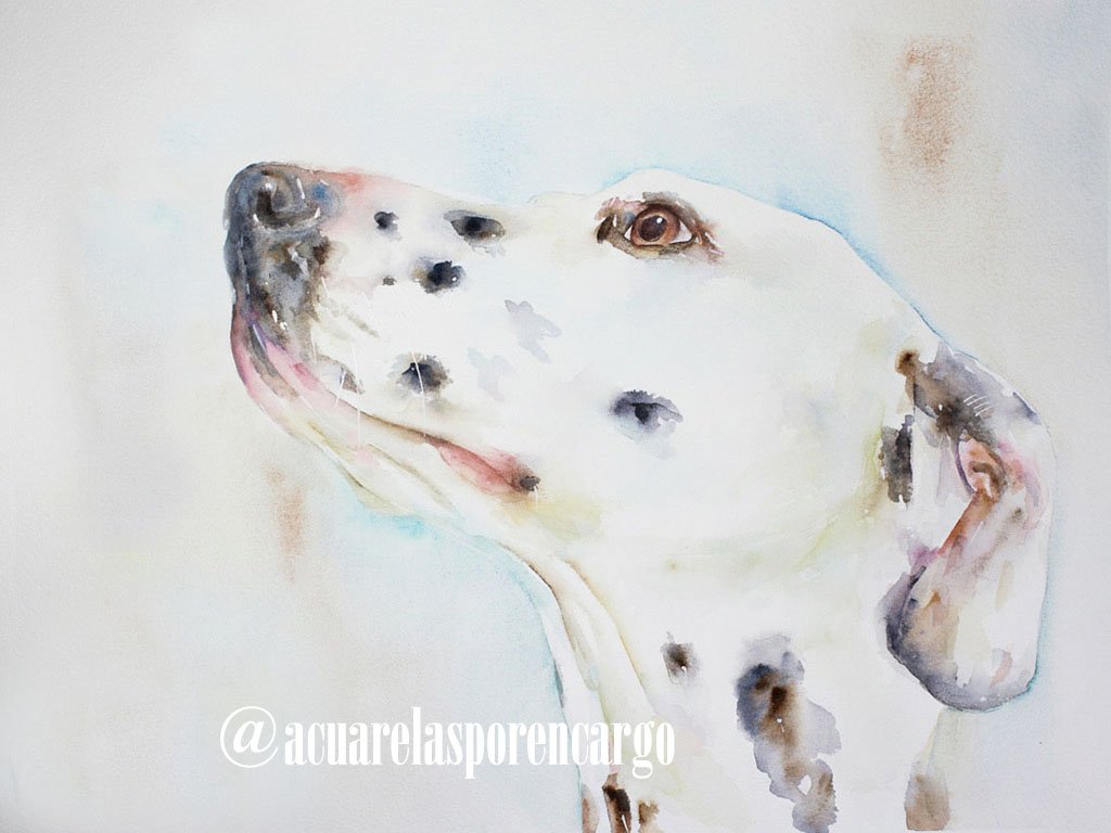 Retrato de Perros Dálmata con Acuarelas, pintados a mano