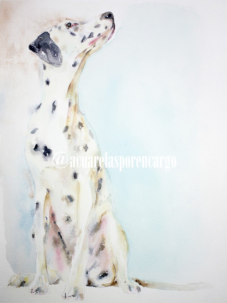 Retrato de Perros Dálmata pintado en Acuarela sobre papel