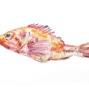 Acuarela Original Pez Gallineta, pintada a mano con acuarelas sobre papel