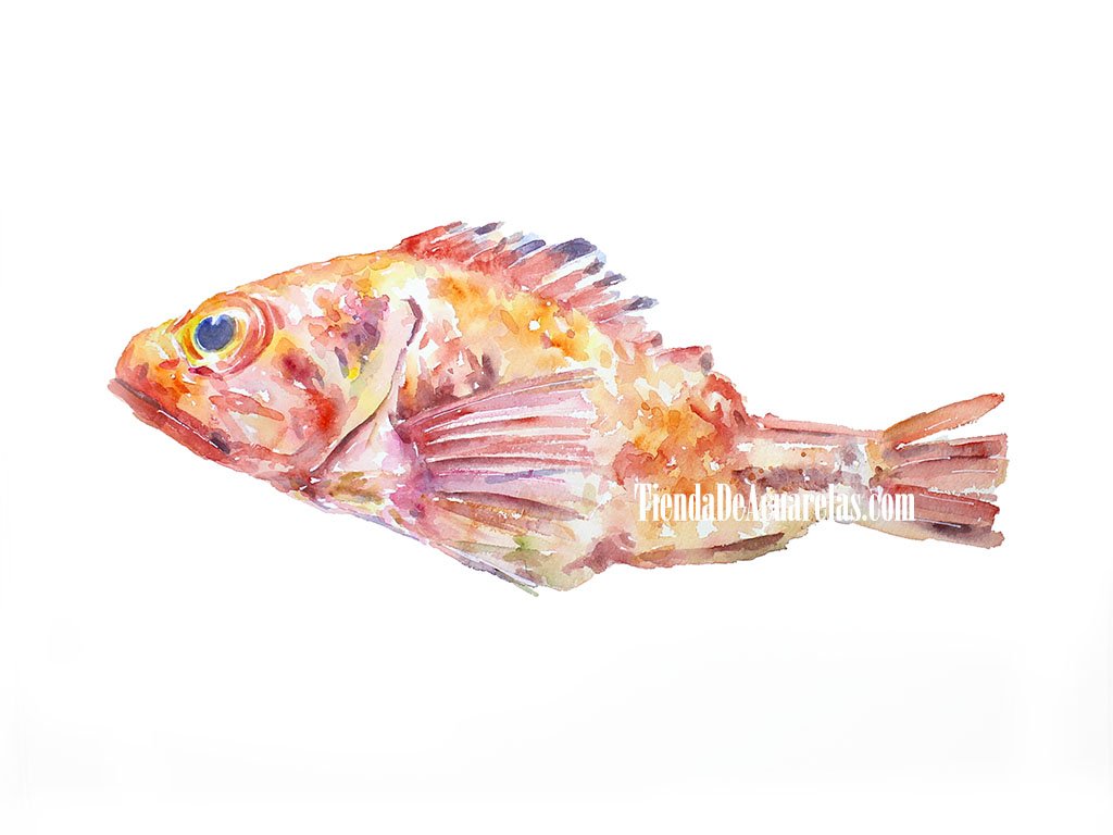 Acuarela Original Pez Gallineta, pintada a mano con acuarelas sobre papel